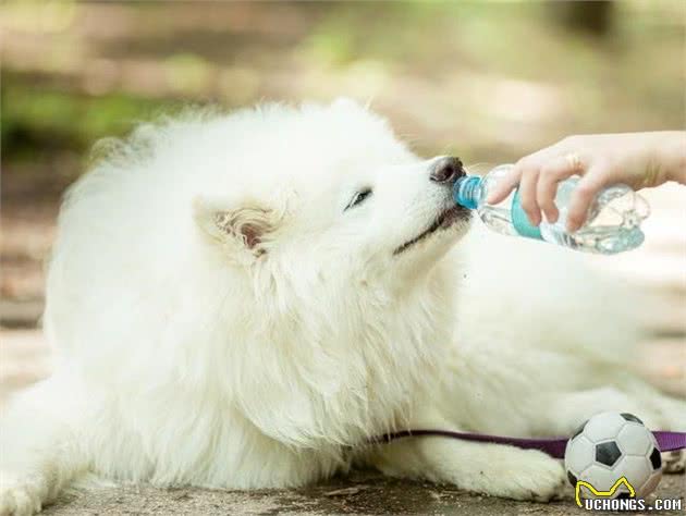 怎么照顾生病的狗狗？别急，看完你就懂了