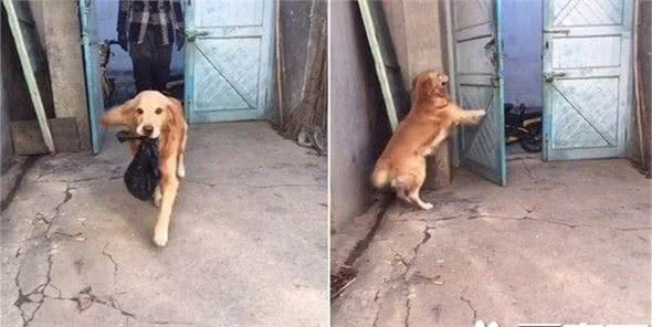 超萌小帮手黄金猎犬帮主人提东西拔钥匙还会开门