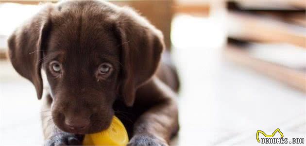 家里幼犬四周啃咬？五招帮你缓解这个问题！对幼犬适当引导最重要