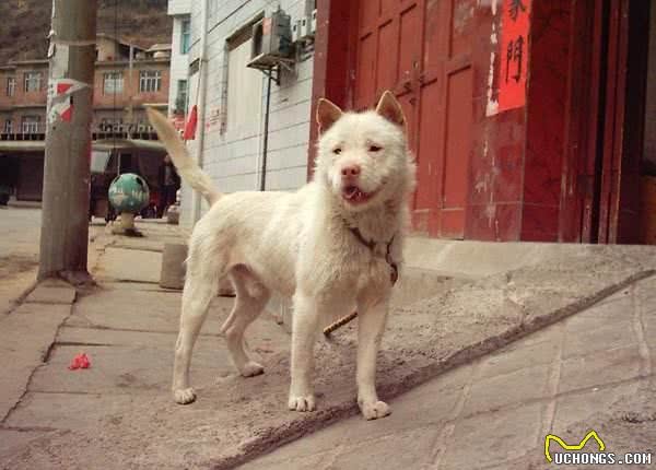 这些田园狗，可谓“国犬”之光，品种优秀丝毫不输外国狗！