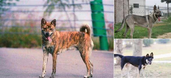 这些田园狗，可谓“国犬”之光，品种优秀丝毫不输外国狗！