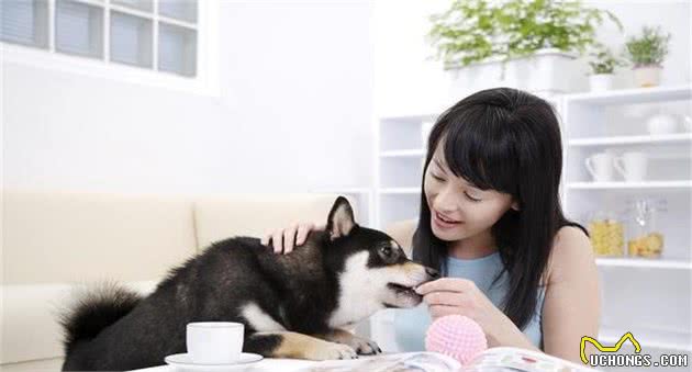 如何正确看待犬护食的行为呢？铲屎官们应当这样做