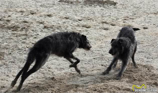 世界上体型最大的军犬，杀狼专用，属于军犬中的顶级猛犬