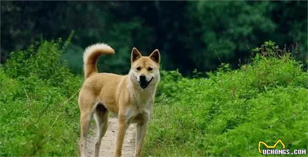 哮天犬原型！中国细犬，乾隆的最爱，现在却处境凄惨