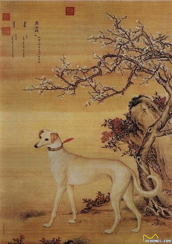 哮天犬原型！中国细犬，乾隆的最爱，现在却处境凄惨