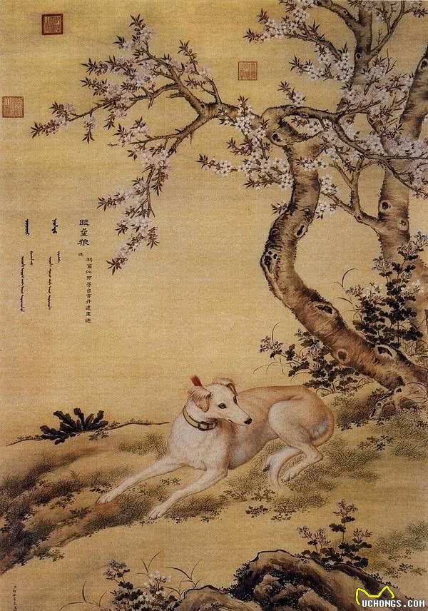 哮天犬原型！中国细犬，乾隆的最爱，现在却处境凄惨