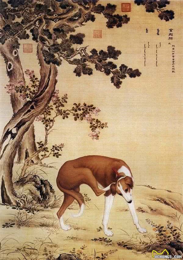 哮天犬原型！中国细犬，乾隆的最爱，现在却处境凄惨