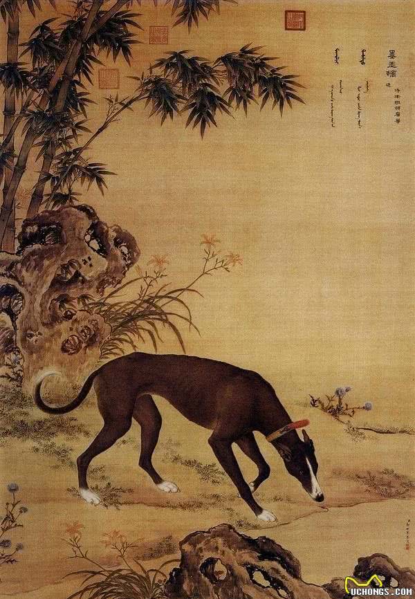 哮天犬原型！中国细犬，乾隆的最爱，现在却处境凄惨