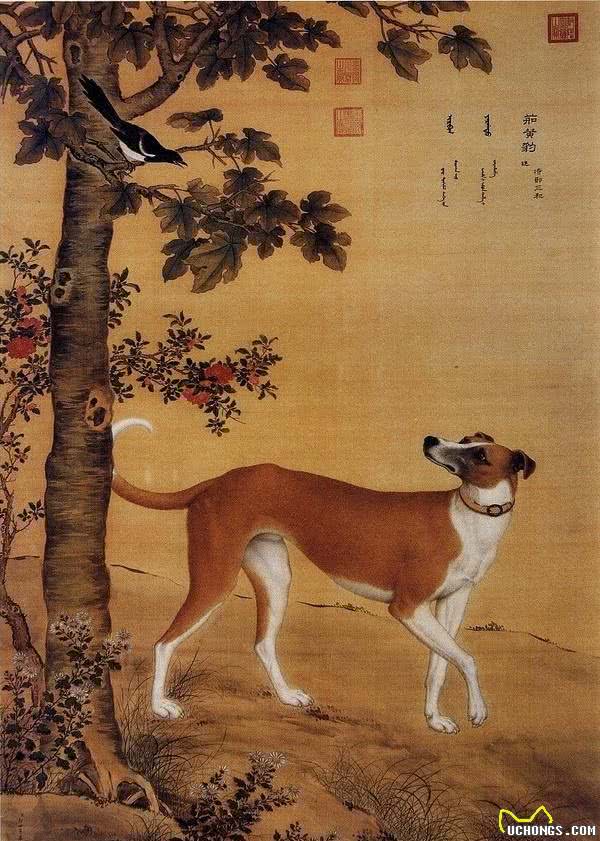 哮天犬原型！中国细犬，乾隆的最爱，现在却处境凄惨