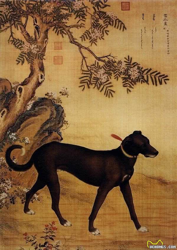 哮天犬原型！中国细犬，乾隆的最爱，现在却处境凄惨