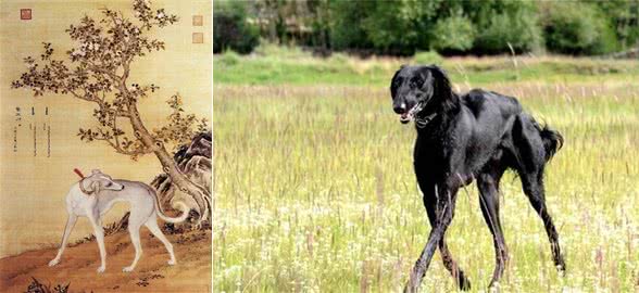 哮天犬原型!中国细犬,乾隆的最爱,现在却处境凄惨