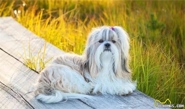 长毛狗都是颜值担当，边牧犬在其中，颜值只能算一般般