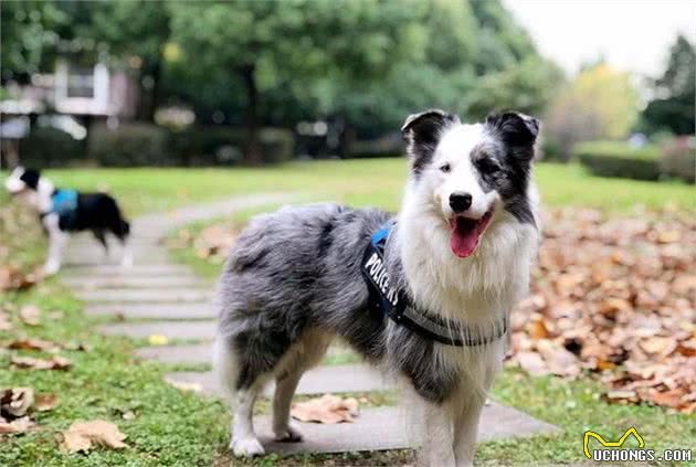 长毛狗都是颜值担当，边牧犬在其中，颜值只能算一般般