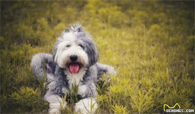 长毛狗都是颜值担当，边牧犬在其中，颜值只能算一般般