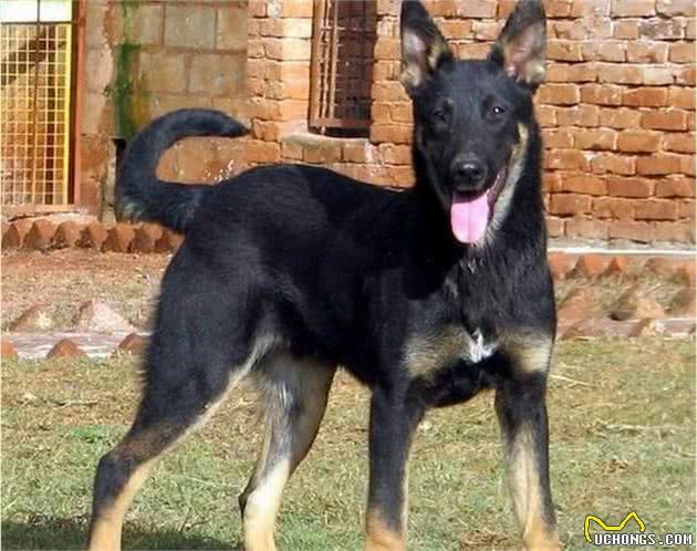 这5种犬，能力不逊于军犬，却被遗忘在乡村