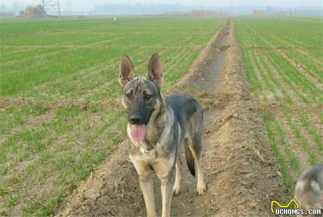 这5种犬，能力不逊于军犬，却被遗忘在乡村
