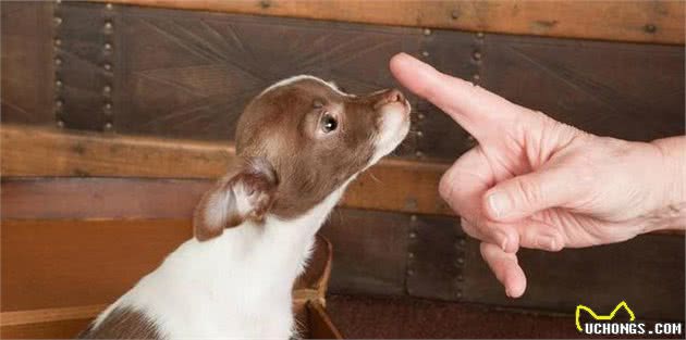 对狗狗激烈的惩罚，代表你的训犬观出了错！惩罚狗实际上是惩罚自己