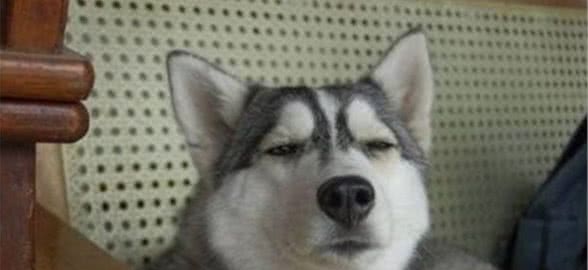 哈士奇犬是怎么来的，来说一讲它的身世