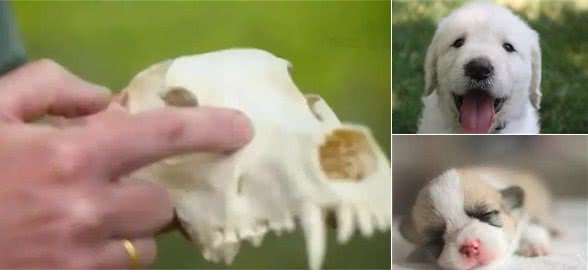 狗狗讨人喜欢的秘密，居然是因为鼻子