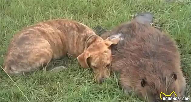 海狸先生和狗狗贝拉的生死之交