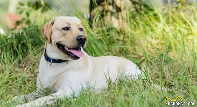 不要以为短毛犬就不掉毛，掉起来也很可怕哦！