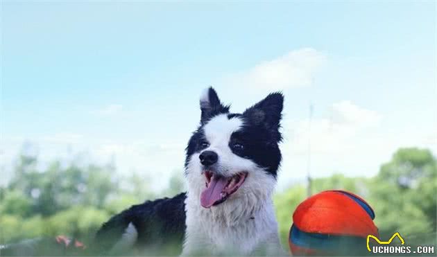 剃毛反而容易导致犬中暑，让狗狗凉爽度夏，这样做才是正确的