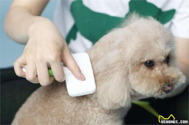 给狗狗用正确的方法洗澡，让它从此爱上洗澡，还能增加相互感情