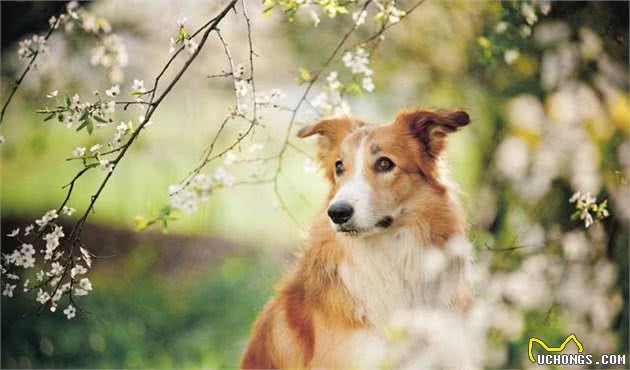 苏格兰牧羊犬