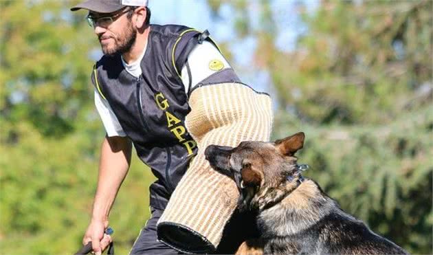 挑选训犬师的时候，这些问题一定得问，保证自家狗狗得到优质服务