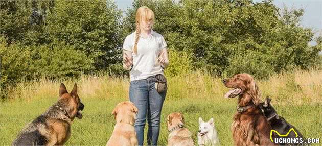 挑选训犬师的时候，这些问题一定得问，保证自家狗狗得到优质服务