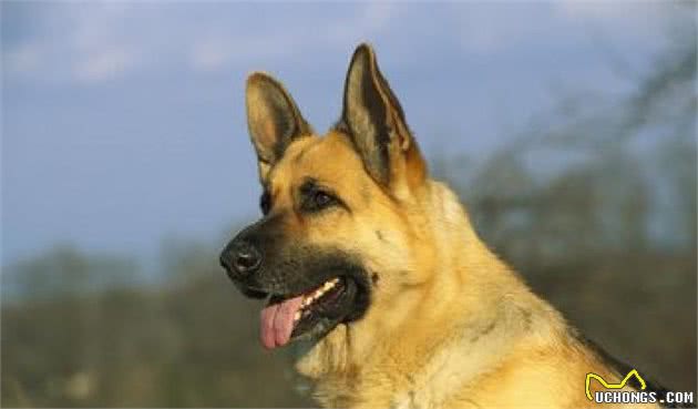 怎样饲养爱犬，你做到了哪些？
