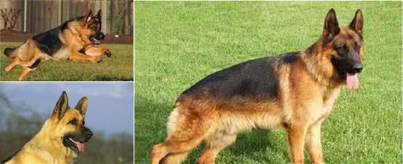 怎样饲养爱犬，你做到了哪些？