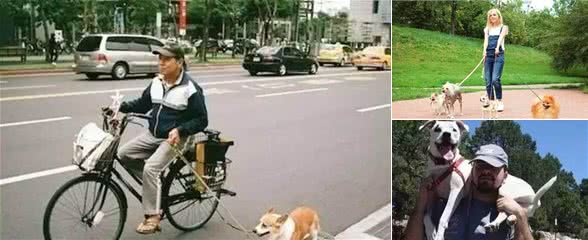 这几个“遛狗方式”，分分钟能要了狗命，你不要再犯了