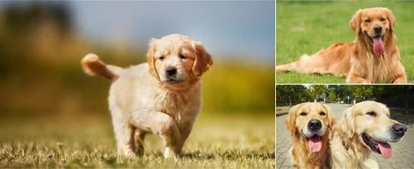 宠物养护知识：金毛幼犬应当怎么饲养，年龄段不同喂法不同