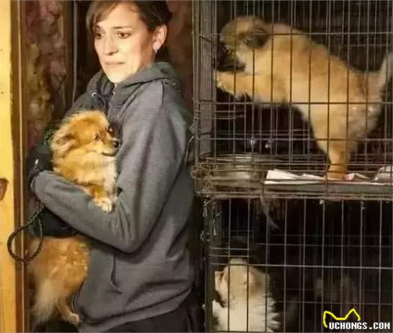 看看犬繁殖场的恐怖真面目，它们就是在这样的环境下生活的