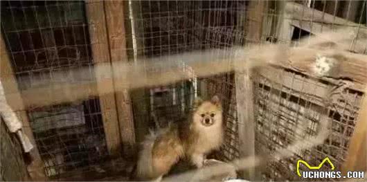看看犬繁殖场的恐怖真面目，它们就是在这样的环境下生活的