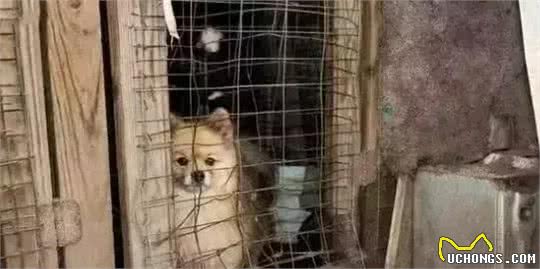 看看犬繁殖场的恐怖真面目，它们就是在这样的环境下生活的