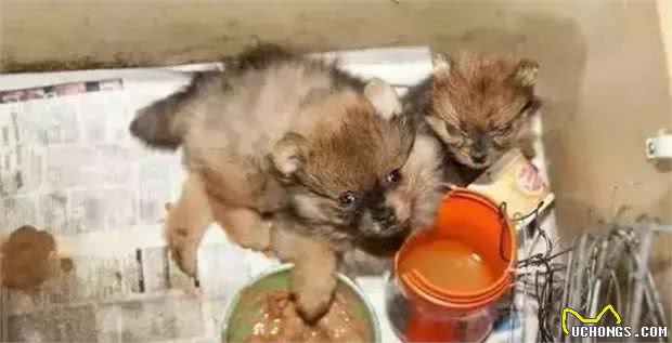 看看犬繁殖场的恐怖真面目，它们就是在这样的环境下生活的