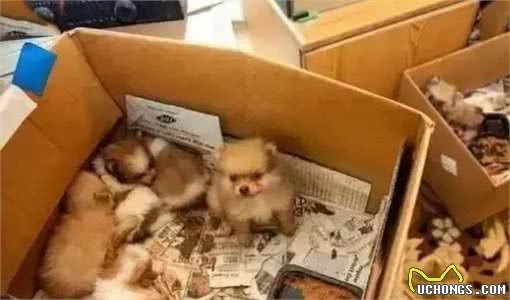 看看犬繁殖场的恐怖真面目，它们就是在这样的环境下生活的