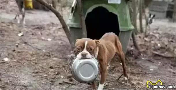 看看犬繁殖场的恐怖真面目，它们就是在这样的环境下生活的