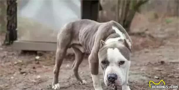 看看犬繁殖场的恐怖真面目，它们就是在这样的环境下生活的