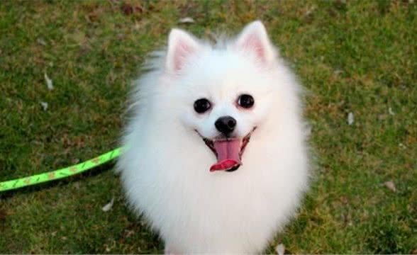 博美犬漂亮又精致，可是真正饲养起来，却发现它带来的麻烦事不少