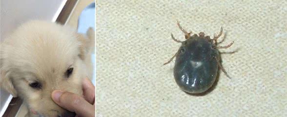 狗身上的蜱虫怎么去除？