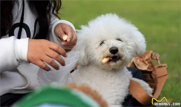 人们最喜欢的狗狗—泰迪犬，优点这么多，怪不得宠主会上瘾