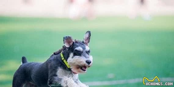 清点最可爱十大小型犬，有你喜欢的小可爱嘛？