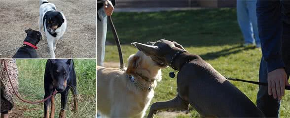 狗狗打架该怎么做？还不如防止狗狗打架，还能防止犬受伤