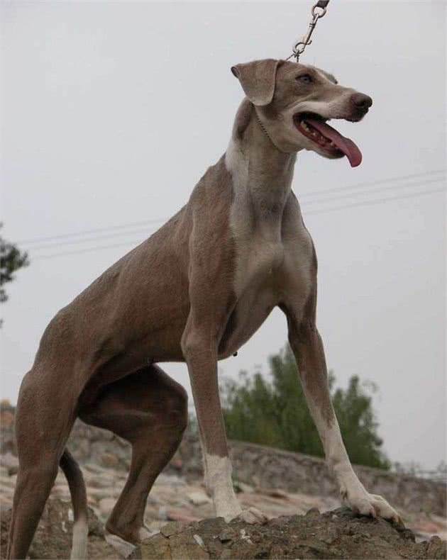 它是中国本土犬之一，你可认识？