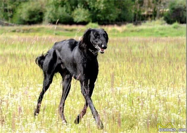 它是中国本土犬之一，你可认识？