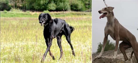 它是中国本土犬之一，你可认识？