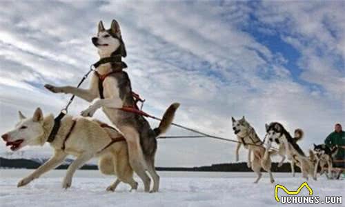 狗狗喜欢下雪的原因及雪天遛狗注意事项